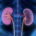 Image of Human Kidneys by Unknown Author is licensed under Creative Commons BY